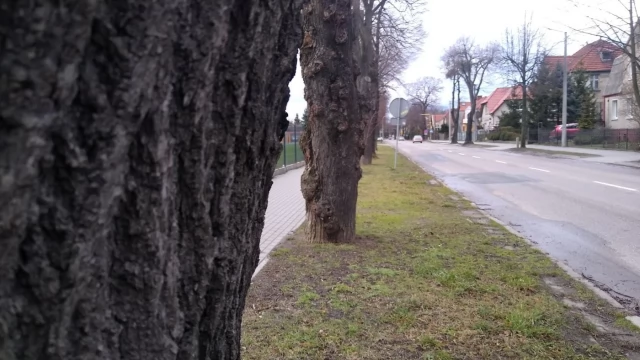 Tczew - Wycinają drzewa niebezpieczne podczas wichur