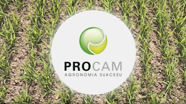 Tczew - PROCAM pszenica Norin zregenerowana po zimie [REKLAMA]