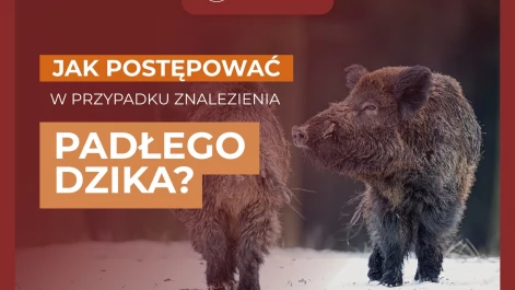Tczew - Jak postępować po znalezieniu padłego dzika?