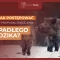 Tczew - Jak postępować po znalezieniu padłego dzika?