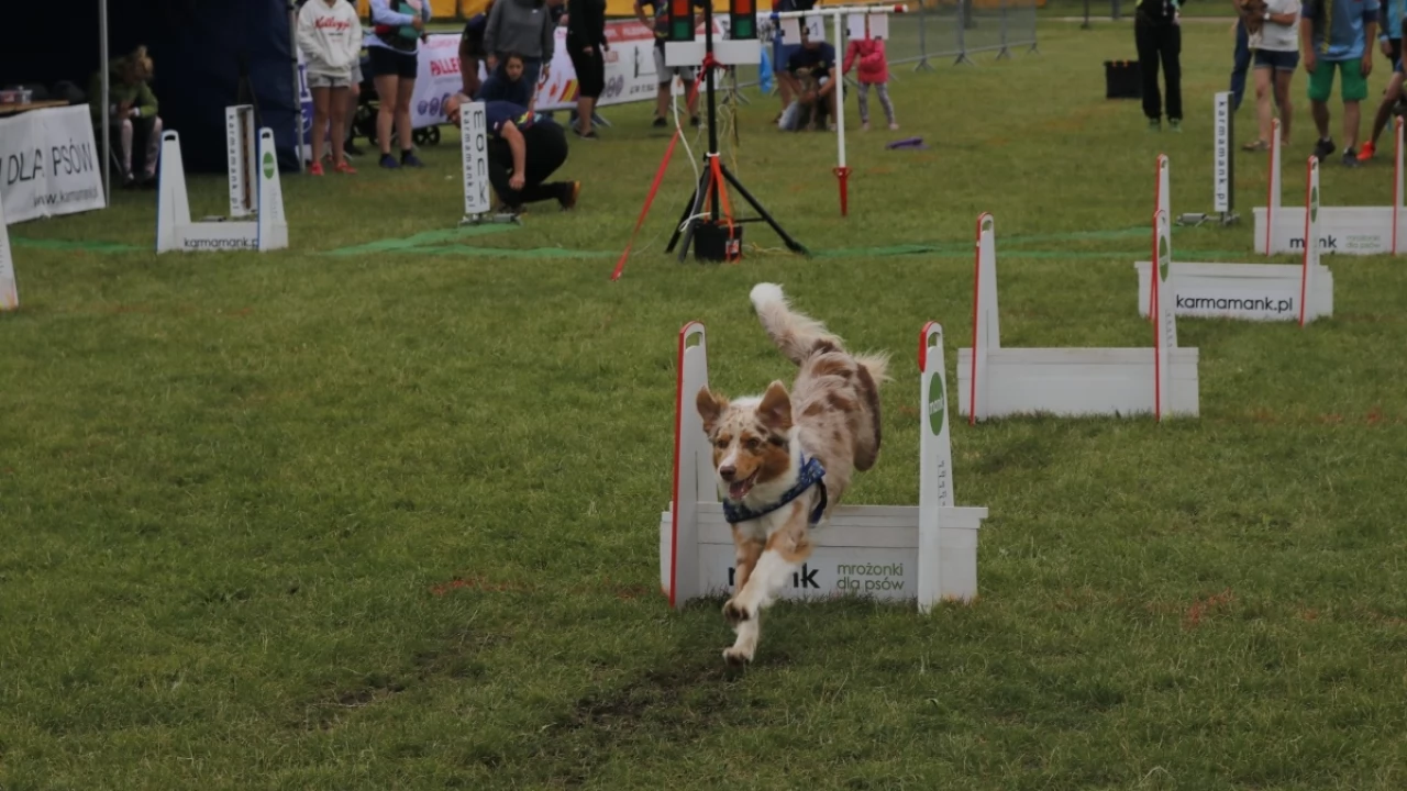 Tczew - Zawody Flyball, czyli wyścig psich sztafet