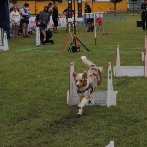 Tczew - Zawody Flyball, czyli wyścig psich sztafet