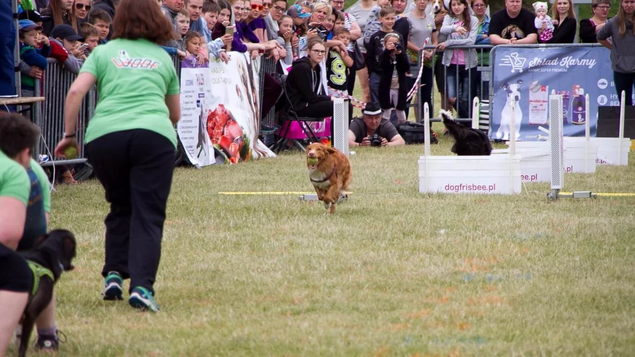 Tczew - Flyball - Wyścigi Psich Sztafet nad Wisłą