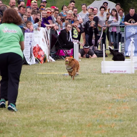 Tczew - Flyball - Wyścigi Psich Sztafet nad Wisłą