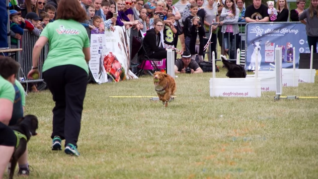Tczew - Flyball - Wyścigi Psich Sztafet nad Wisłą