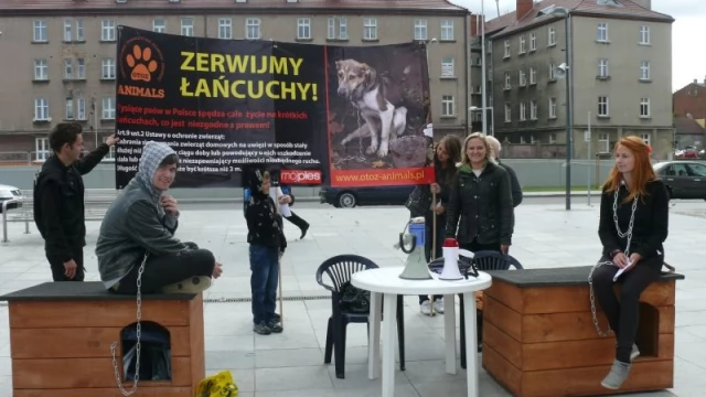 Tczew - Tczewianie na łańcuchach - siłacz też. Wszystko, by poprawić los czworonogów