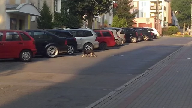 Tczew - Kto puszcza samopas psy na terenie Starego Miasta?