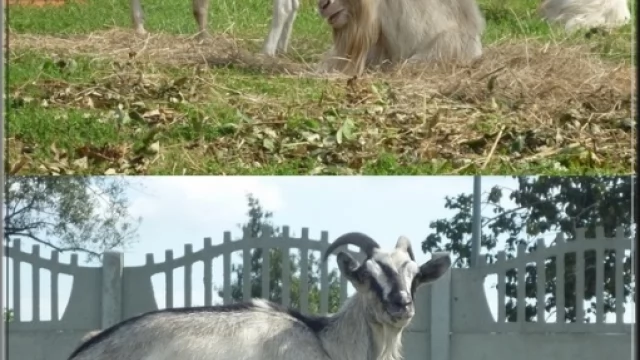 Tczew - Kozy spod Careffour'a. Czekają na właściciela lub chętnego na adopcję!