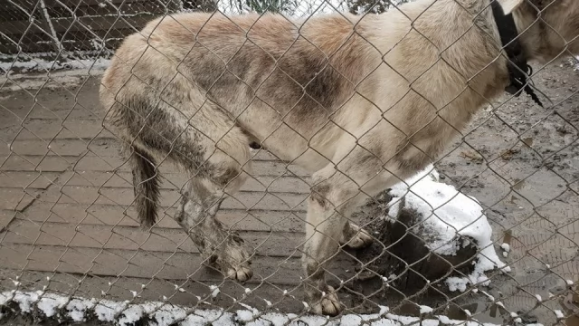 Tczew - Wychudzony, zapchlony, sam "leczył się" po wypadku. Animalsi chcą ukarania właścicielki Asa