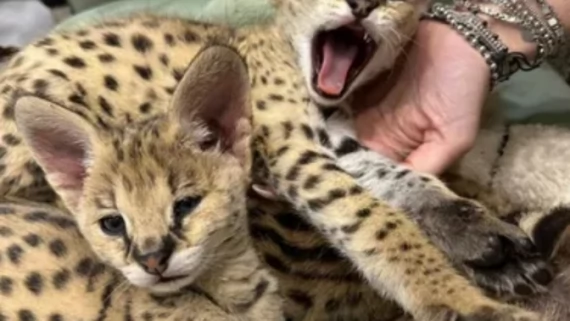 Tczew - Miot kociąt Savannah Serval i Caracal