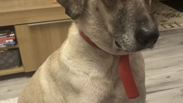 Tczew - Oddam suczkę do domu