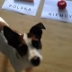 Tczew - Dziś Tczew kibicuje. A Homer już wytypował wynik...