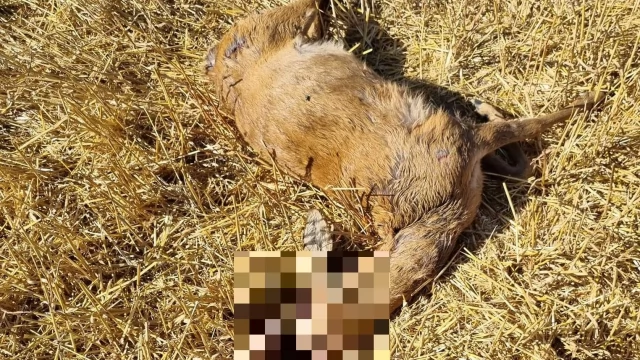 Tczew - Dwa duże psy zagryzły sarnę. "Kto będzie następny - dziecko?"