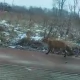 Tczew - "Gdzie zabłądziłeś lisku?"
