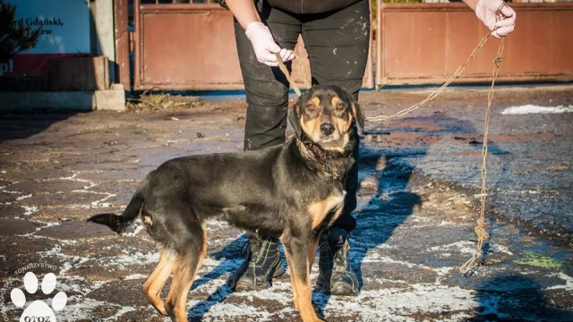 Tczew - Animalsi uratowali suczkę - na szczęście zareagowali mieszkańcy