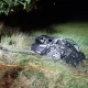 Tczew - Samochód uderzył w drzewo. 19- i 15-latek trafili do szpitala