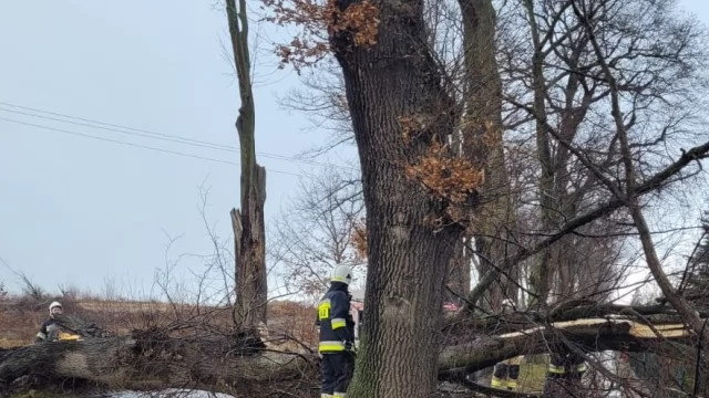 Tczew - Połamane drzewa, odbiorcy bez prądu - wichura w powiecie tczewskim