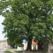 Tczew - Dąb na Zatorzu pomnikiem przyrody