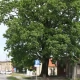 Tczew - Dąb na Zatorzu pomnikiem przyrody