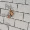 Tczew - Czy nie ma rady na zasrane chodniki?