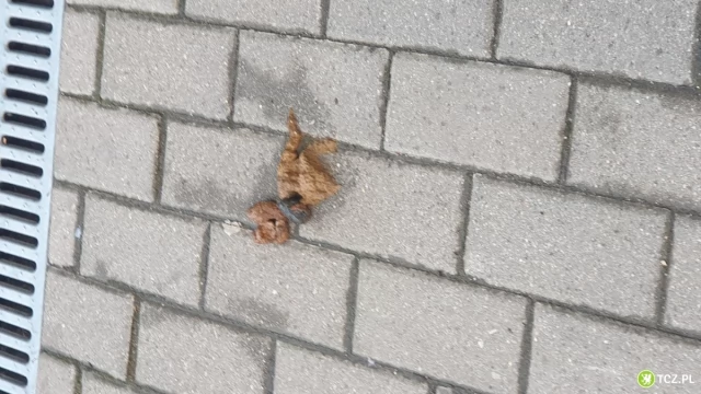 Tczew - Czy nie ma rady na zasrane chodniki?