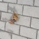 Tczew - Czy nie ma rady na zasrane chodniki?