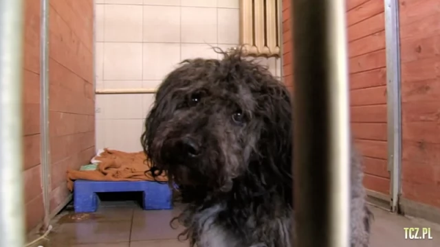 Tczew - Jak do zdrowia dochodzi skatowany Ciapek? Wciąż możemy pomóc
