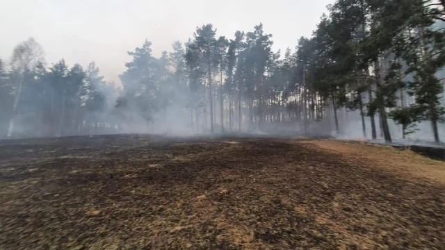 Tczew - Płonął las. Strażacy opanowali sytuację