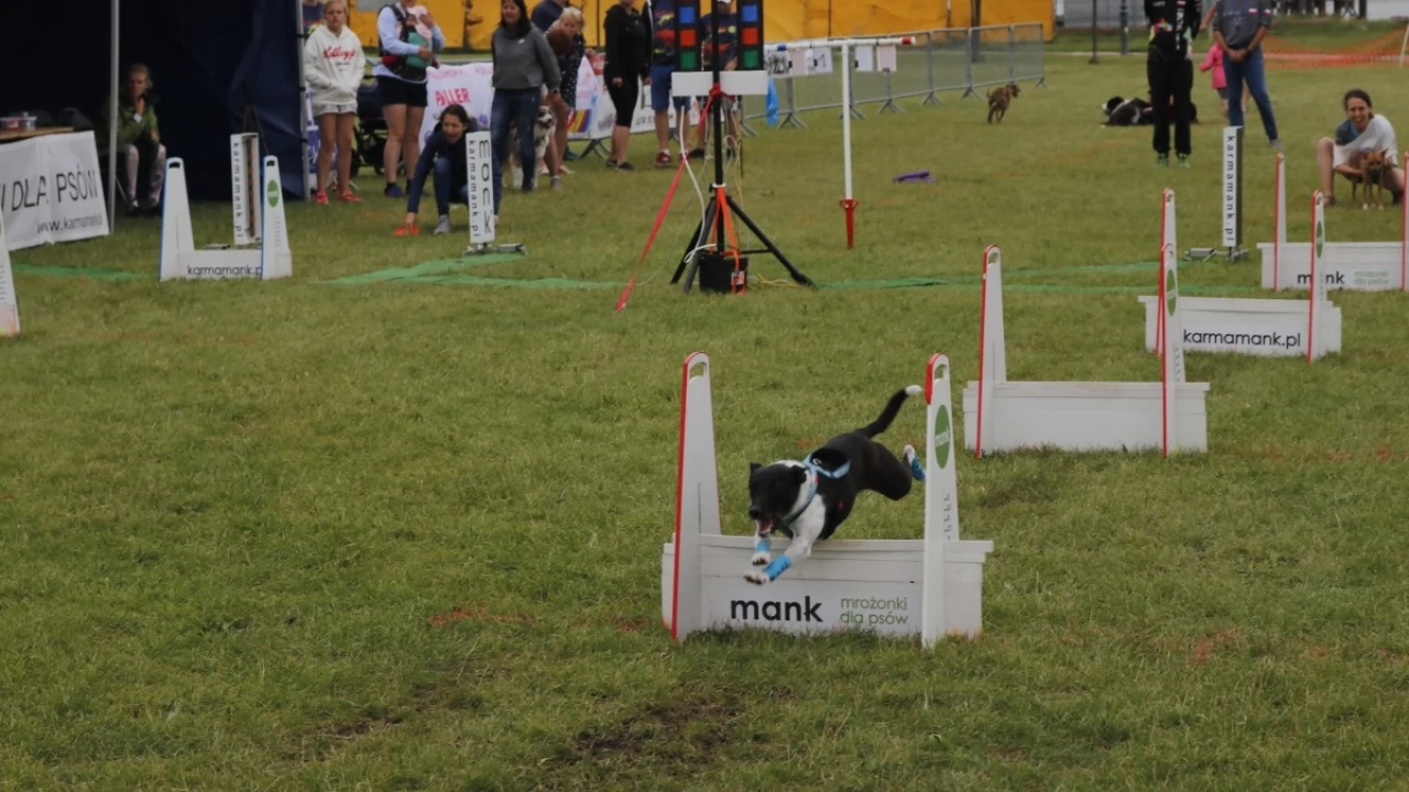 Tczew - Zawody Flyball, czyli wyścig psich sztafet