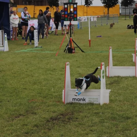Tczew - Zawody Flyball, czyli wyścig psich sztafet