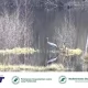 Tczew - Tęsknisz za kontaktem z przyrodą? Oglądaj żurawie na żywo w transmisji Lasów Państwowych