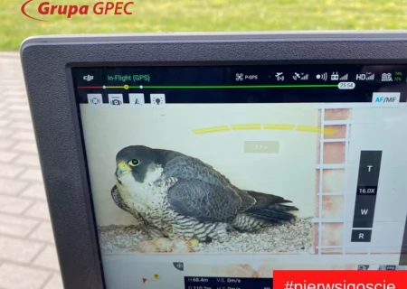 Tczew - Te niezwykle rzadkie ptaki bytują pod Tczewem. W gnieździe pojawiły się trzy jaja!