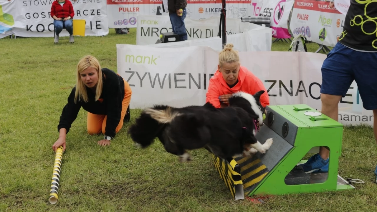 Tczew - Zawody Flyball, czyli wyścig psich sztafet