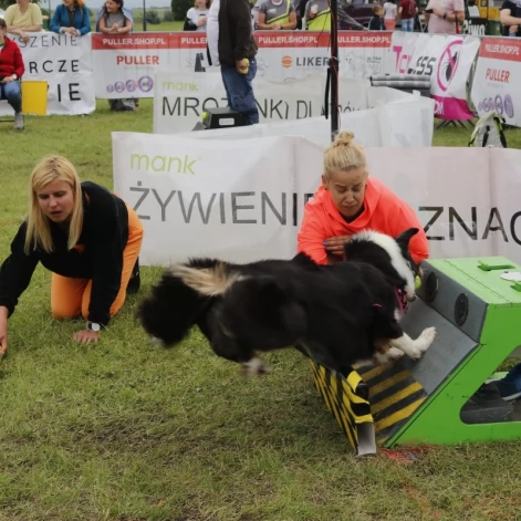 Tczew - Zawody Flyball, czyli wyścig psich sztafet