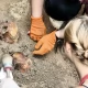 Tczew - Archeolodzy z Torunia znowu w Gniewie. Znajdą pochówki wampiryczne?