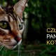 Tczew - Dom Pana Kota i Jego Człowieka - też możesz pomóc w realizacji niezwykłego projektu