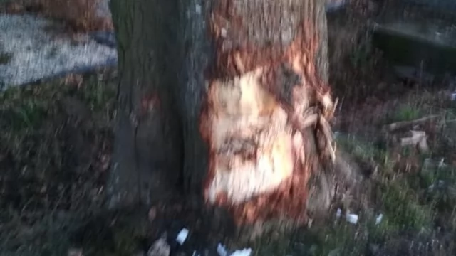Tczew - Dalwin. Dachowanie na drodze w kierunku Sobowidza, trasa zamknięta