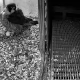 Tczew - Wielkie szczęście pod Tczewem! Pierwsze jajo w gnieździe sokołów