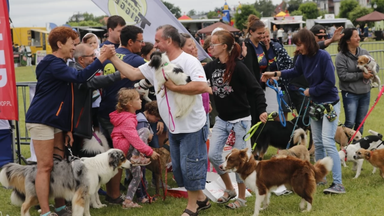Tczew - Zawody Flyball, czyli wyścig psich sztafet