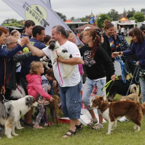 Tczew - Zawody Flyball, czyli wyścig psich sztafet