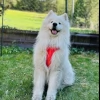 Tczew - Dorosły samoyed