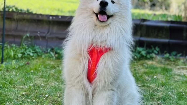 Tczew - Dorosły samoyed