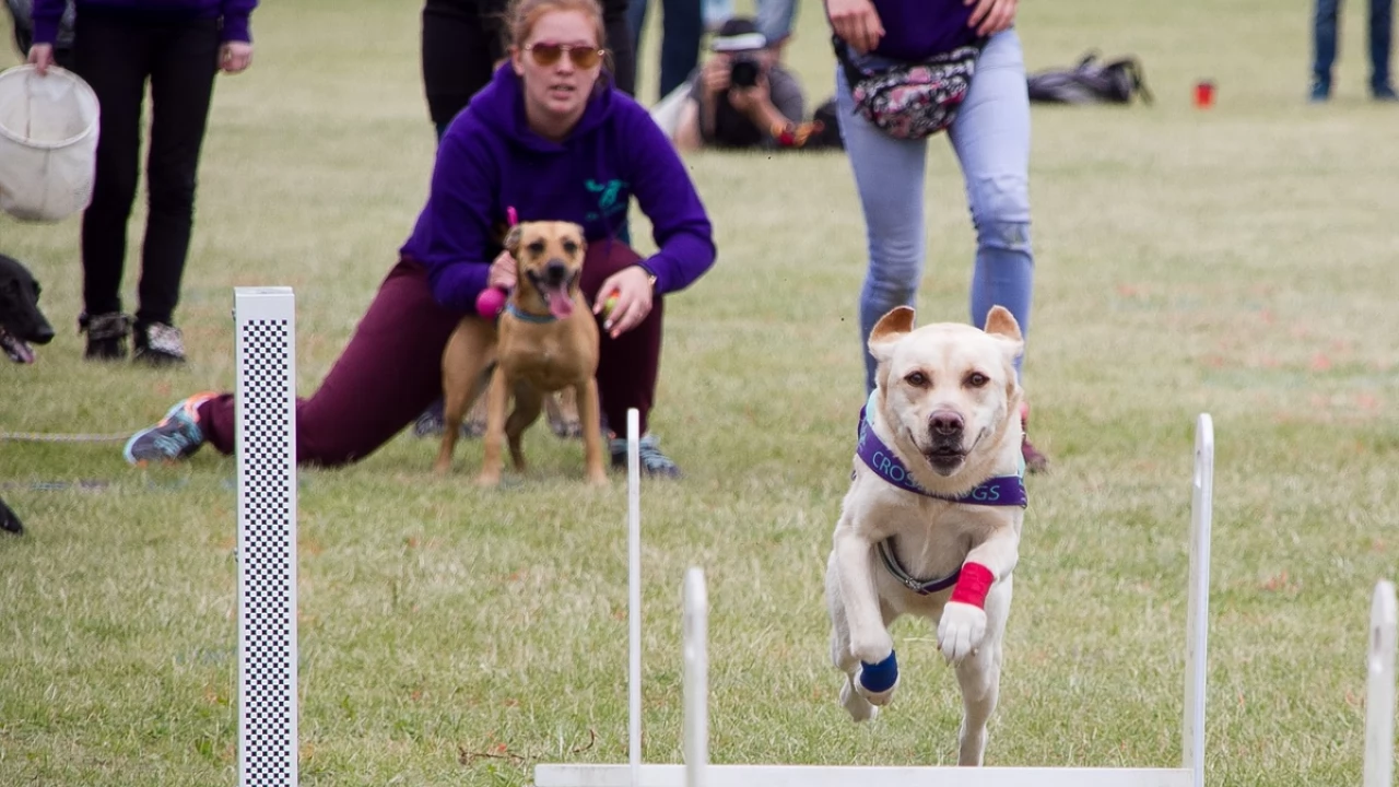 Tczew - Flyball - Wyścigi Psich Sztafet nad Wisłą