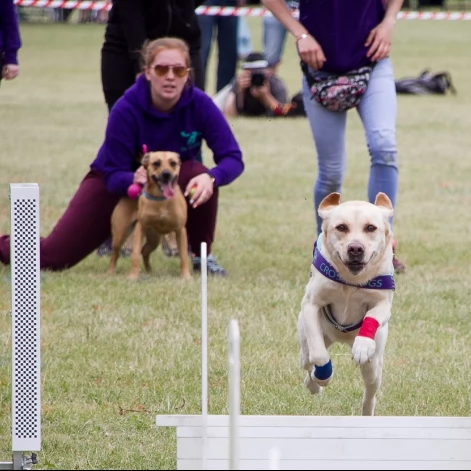 Tczew - Flyball - Wyścigi Psich Sztafet nad Wisłą