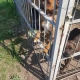 Tczew - Szczeniak zamknięty w małym kojcu prawie usmażony! Animalsi ze specjalnym apelem