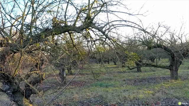 Tczew - Na terenie sadów ma powstać osiedle. Trwają konsultacje