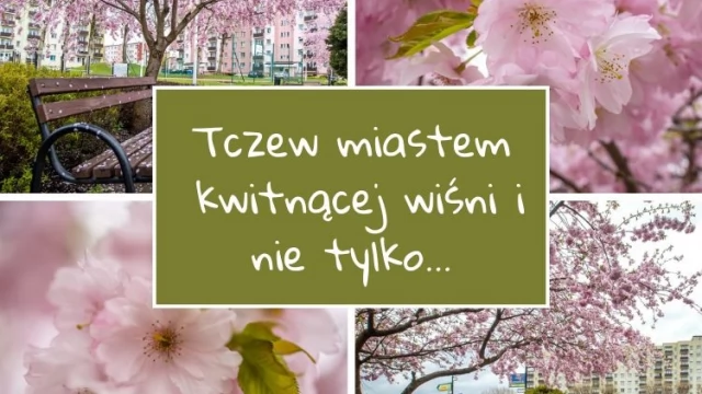 Tczew - Tczew miastem kwitnących wiśni? Weź udział w zrzutce!