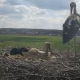 Tczew - Co bociany robią w gnieździe? Sprawdź