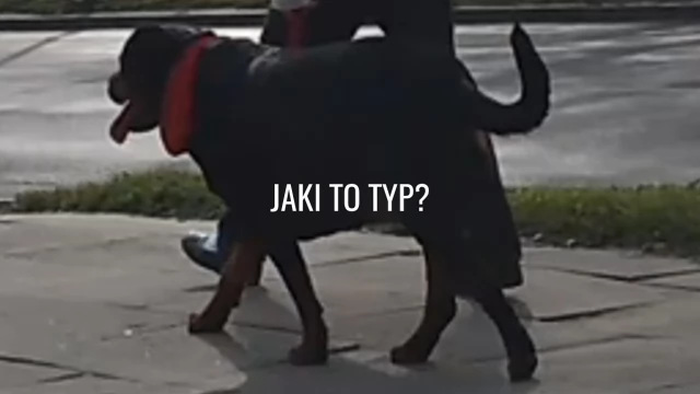 Tczew - Myśl za psa