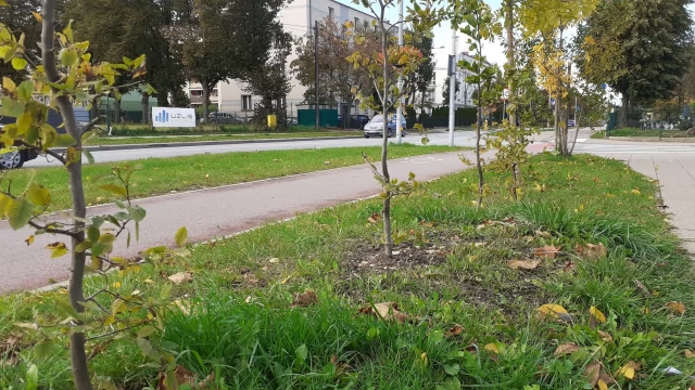 Tczew - Przy tczewskich ulicach przybyło kilkadziesiąt drzew